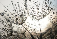 Fototapeta pltno 174 x 120, 54512856 - Dandelion seeds with dew drops