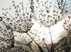 Samolepka flie 270 x 200, 54512856 - Dandelion seeds with dew drops