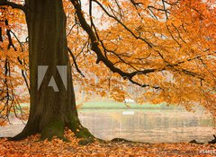 Fototapeta100 x 73  Old beech tree, 100 x 73 cm