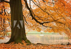 Fototapeta145 x 100  Old beech tree, 145 x 100 cm