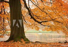 Fototapeta184 x 128  Old beech tree, 184 x 128 cm