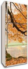 Samolepka na lednici fólie 80 x 200, 54618270 - Old beech tree - Starý buk