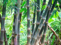 Samolepka flie 100 x 73  Bamboo forest, 100 x 73 cm