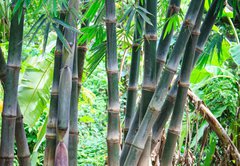 Fototapeta174 x 120  Bamboo forest, 174 x 120 cm
