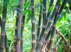 Fototapeta330 x 244  Bamboo forest, 330 x 244 cm
