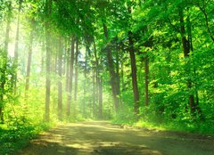 Fototapeta pltno 240 x 174, 55128524 - Waldweg mit Sonnenschein - Lesn cesta se sluncem