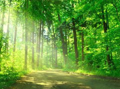 Samolepka flie 270 x 200, 55128524 - Waldweg mit Sonnenschein - Lesn cesta se sluncem