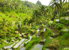 Samolepka flie 100 x 73, 55307244 - Rice terrace - Rice terasa