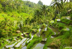 Samolepka flie 145 x 100, 55307244 - Rice terrace - Rice terasa