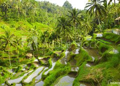 Samolepka flie 200 x 144, 55307244 - Rice terrace - Rice terasa