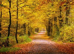 Samolepka flie 100 x 73, 55873204 - Autumn forest