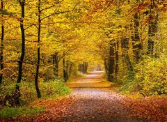 Fototapeta vliesov 100 x 73, 55873204 - Autumn forest