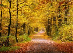 Fototapeta papr 160 x 116, 55873204 - Autumn forest