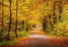 Fototapeta174 x 120  Autumn forest, 174 x 120 cm