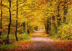Samolepka flie 200 x 144  Autumn forest, 200 x 144 cm