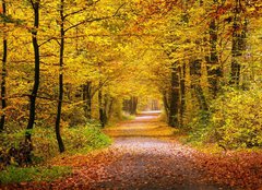 Fototapeta254 x 184  Autumn forest, 254 x 184 cm