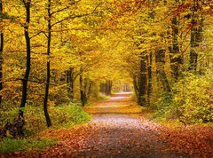 Samolepka flie 270 x 200  Autumn forest, 270 x 200 cm