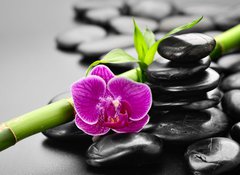 Samolepka flie 100 x 73, 56279364 - orchid