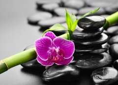 Samolepka flie 200 x 144, 56279364 - orchid