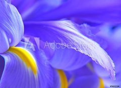 Samolepka flie 100 x 73, 563234 - irises