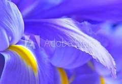 Fototapeta vliesov 145 x 100, 563234 - irises