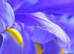 Fototapeta160 x 116  irises, 160 x 116 cm