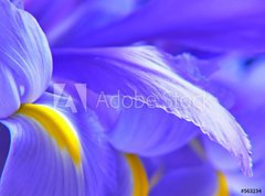 Samolepka flie 270 x 200, 563234 - irises - duhovky