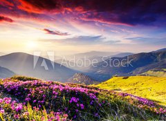 Samolepka flie 100 x 73, 56511624 - nature - Proda