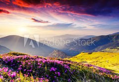 Samolepka flie 145 x 100  nature, 145 x 100 cm