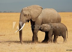 Fototapeta160 x 116  African elephant with calf, Amboseli National Park, 160 x 116 cm