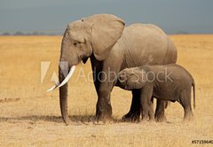 Fototapeta174 x 120  African elephant with calf, Amboseli National Park, 174 x 120 cm