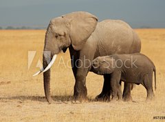Fototapeta papr 360 x 266, 57159640 - African elephant with calf, Amboseli National Park - Africk slon s ltkem, Nrodn park Amboseli