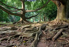 Fototapeta145 x 100  Primeval rainforest in Kandy, Sri Lanka, 145 x 100 cm