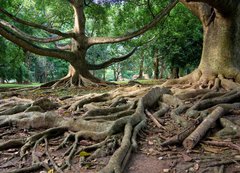 Fototapeta200 x 144  Primeval rainforest in Kandy, Sri Lanka, 200 x 144 cm