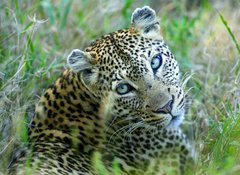 Fototapeta vliesov 100 x 73, 5752327 - Leopard