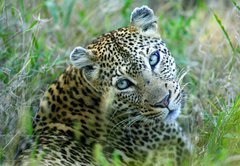 Fototapeta145 x 100  Leopard, 145 x 100 cm