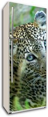 Samolepka na lednici flie 80 x 200, 5752327 - Leopard