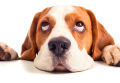Fototapeta174 x 120  beagle head isolated on white, 174 x 120 cm