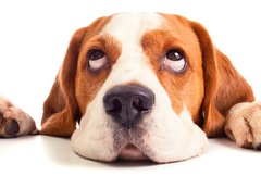 Fototapeta vliesov 200 x 144, 57528839 - beagle head isolated on white