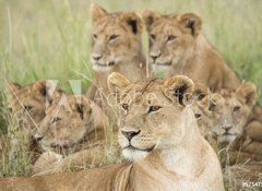 Samolepka flie 100 x 73  Pride of Lions, Serengeti, Tanzania, 100 x 73 cm