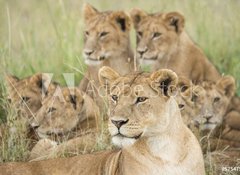 Samolepka flie 100 x 73, 57547557 - Pride of Lions, Serengeti, Tanzania