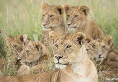 Samolepka flie 145 x 100, 57547557 - Pride of Lions, Serengeti, Tanzania - Pcha Lv, Serengeti, Tanzanie