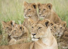 Fototapeta pltno 160 x 116, 57547557 - Pride of Lions, Serengeti, Tanzania