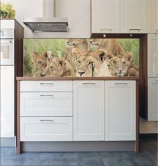 Fototapeta do kuchyn flie 180 x 60, 57547557 - Pride of Lions, Serengeti, Tanzania