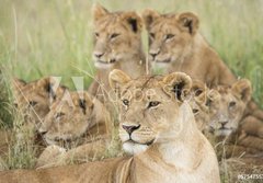 Fototapeta papr 184 x 128, 57547557 - Pride of Lions, Serengeti, Tanzania - Pcha Lv, Serengeti, Tanzanie