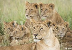 Fototapeta papr 184 x 128, 57547557 - Pride of Lions, Serengeti, Tanzania