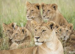 Samolepka flie 200 x 144, 57547557 - Pride of Lions, Serengeti, Tanzania - Pcha Lv, Serengeti, Tanzanie