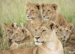 Fototapeta vliesov 200 x 144, 57547557 - Pride of Lions, Serengeti, Tanzania