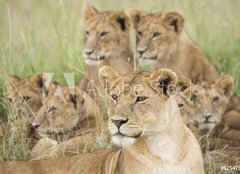 Fototapeta254 x 184  Pride of Lions, Serengeti, Tanzania, 254 x 184 cm