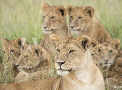 Fototapeta vliesov 270 x 200, 57547557 - Pride of Lions, Serengeti, Tanzania